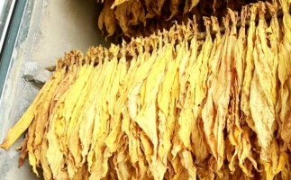 余慶縣：木屑顆粒機生物質顆粒燃料烤房助力烤煙產業提質增效